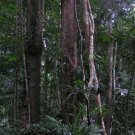 Curriculum Design & Instruction To Teach About Rain Forest