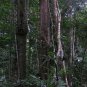 Curriculum Design & Instruction To Teach About Rain Forest