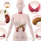Human Sexuality - Sex Hormones & The Menstrual Cycle