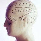 Memory & Cognition - Concept Formation & Problem Solving