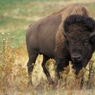 The Stories Of The Heroes Of The Native Americans