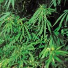 Drugs In Society - Concepts & Control  - Understanding The Problem - Domestic Drug Production