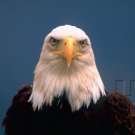 Curriculum Design & Instruction To Teach American Civics