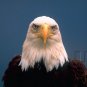 Curriculum Design & Instruction To Teach American Civics