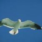 Bird Behavior - Flight