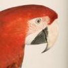 Bird Behavior - Senses & Intelligence