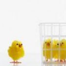 Bird Behavior - Social Life
