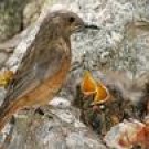 Bird Behavior - Rearing the Young