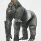 Gorillas