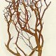Manzanita Branches