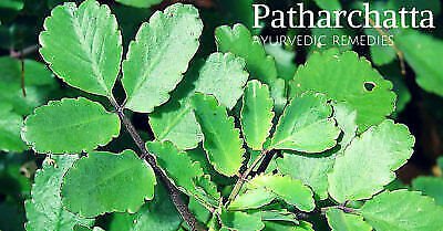 PATHARCHATTA / Bryophyllum Leaves KIDNEY CURE PLANT 7 pieces Leaf FS