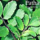 PATHARCHATTA / Bryophyllum Leaves KIDNEY CURE PLANT 7 pieces Leaves