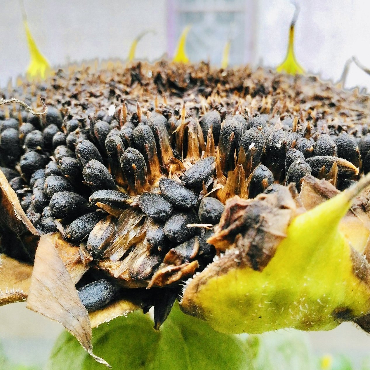 Natural SunFlower Seeds-Whole Black-Edible 1 Kg Mana Velugu