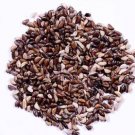 Pennisetum Purpureum Grass Seeds - Pack of 10 Gram Seed  (100 per packet)