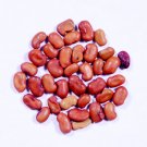 Swamp-pea Seeds - (Sesbania grandiflora seeds), Hummingbird Tree seeds Pack of 50 g