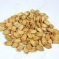 ORGANIC BITTER GOURD SEEDS - KARELA BEEJ - MOMORDICA CHARANTIA