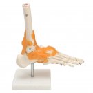 1:1 Human Skeleton Ligament Foot Ankle Joint Anatomical Anatomy Model