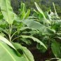 Banana leaves