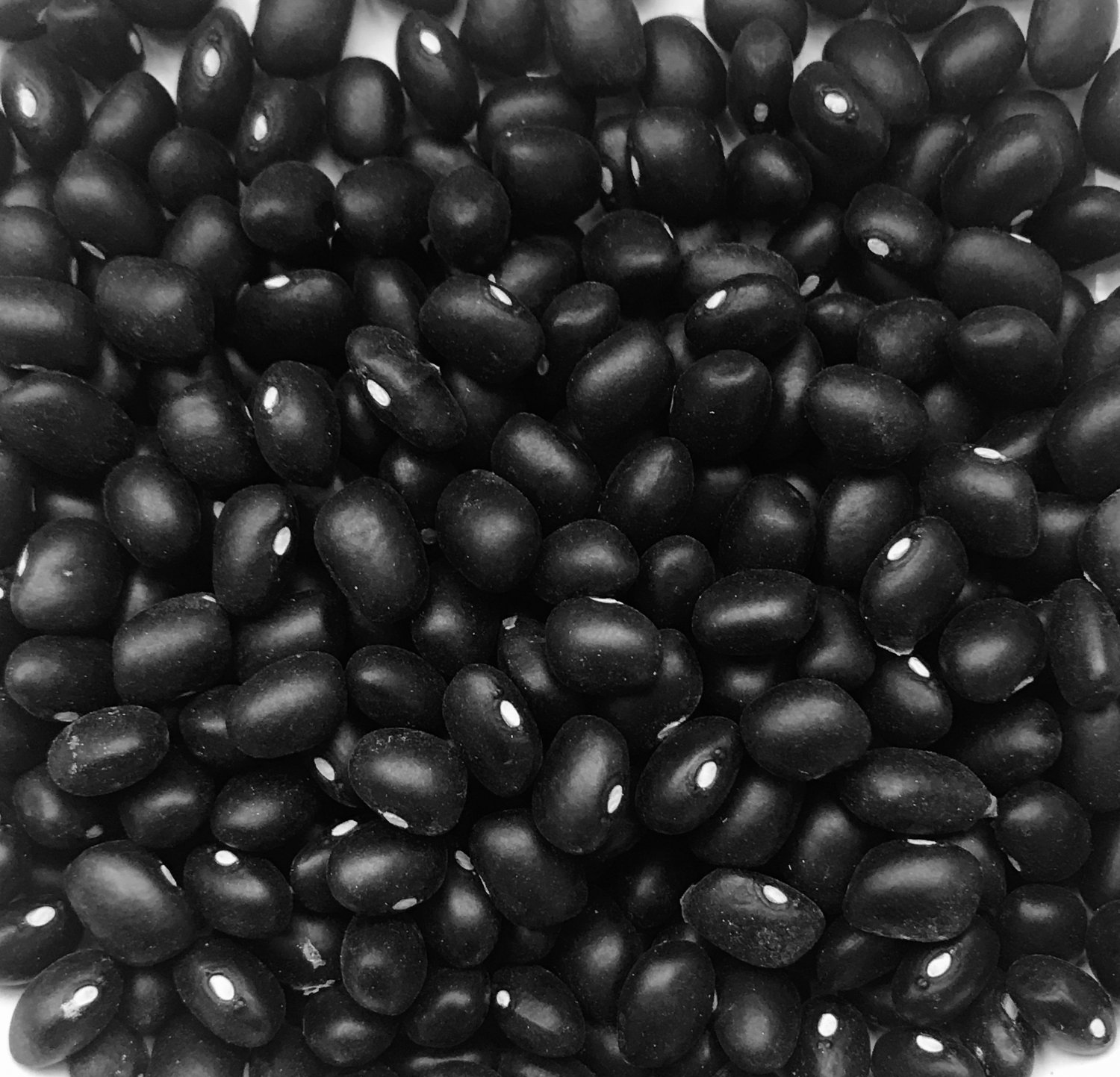 25 HEIRLOOM Black Turtle Bean Seeds