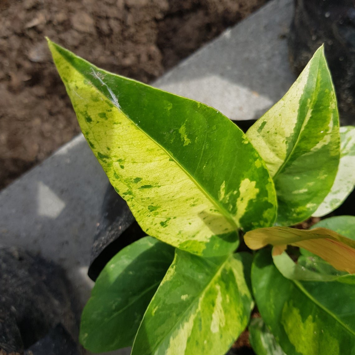 New 2 in 1 Anthurium Jemani Certificate ship by DHL EXSPRES