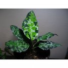 New 2 in 1 Aglaonema Pictum six leaf Certificate ship by DHL EXSPRES