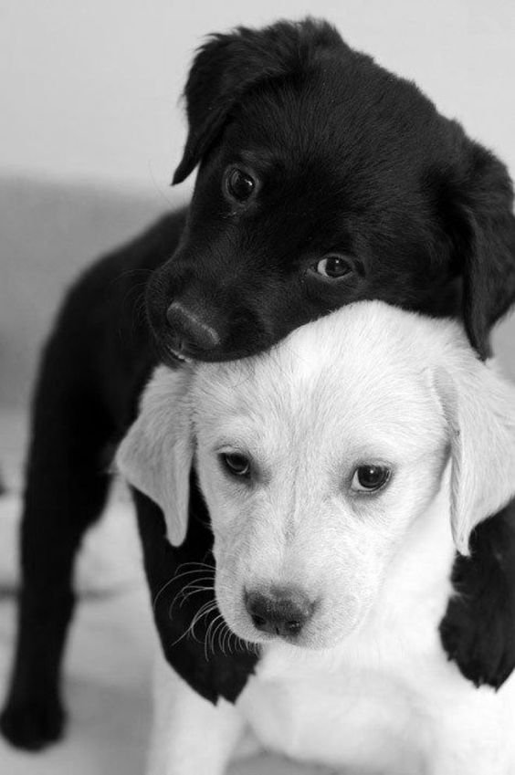Donations for homeless animals