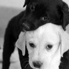 Donations for homeless animals