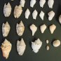 Large Sea Shell Lot Assorted Types: Florida, Cape Cod Varieties