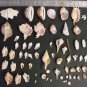 Large Sea Shell Lot Assorted Types: Florida, Cape Cod Varieties