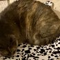 Cat Mat Pet bed pad for Lounging or Sleeping Kitty Cat in Cat fabric Handmade