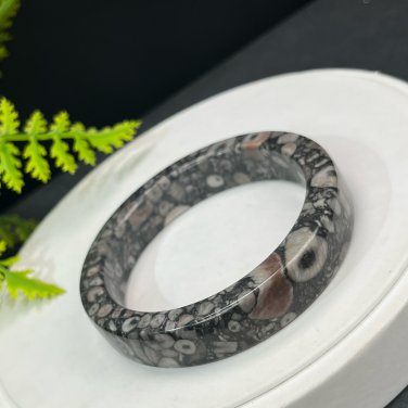 Fossilized Conch Bangle 58MM Straight Cut Square Edge Multicolored