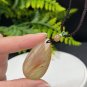 Fossilized Coral Pendant Necklace Icy Jadeification Hairs Yellowish Red Teardrop