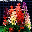 Mixed color 30 seeds SALVIA SPLENDENS ery compact strain