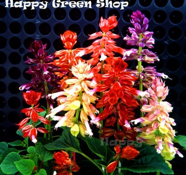 Mixed color 30 seeds SALVIA SPLENDENS ery compact strain