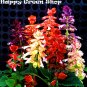 Mixed color 30 seeds SALVIA SPLENDENS ery compact strain