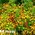 Bulk Sold SIGNET MARIGOLD STARFIRE MIX 300 seeds