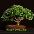 Cupressus sempervirens ITALIAN CYPRESS 50 seeds