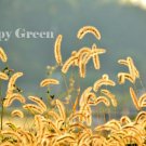 Garden Decore Savana FOXTAIL GRASS 600 seeds