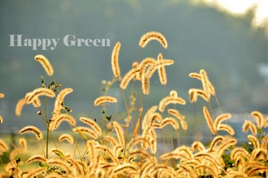 Garden Decore Savana FOXTAIL GRASS 600 seeds
