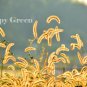 Garden Decore Savana FOXTAIL GRASS 600 seeds