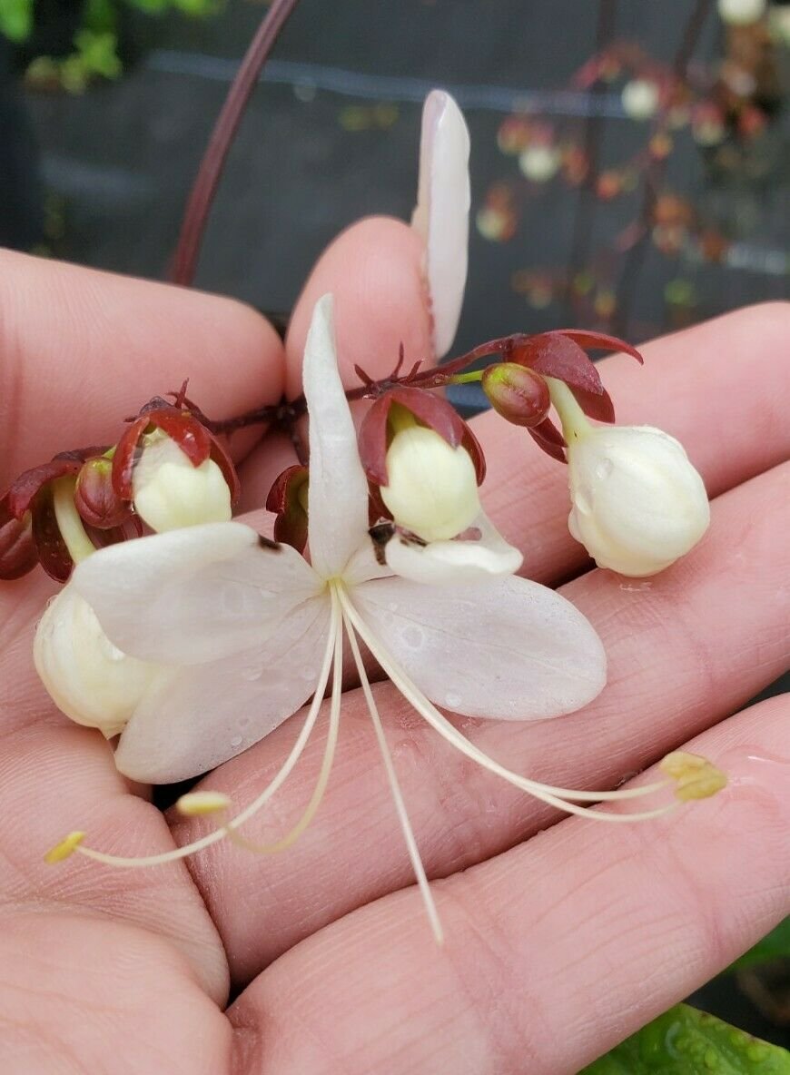 LIGHT BULB LIVE PLANTCLERODENDRUM SMITHIANUMCHAINS OF GLORY 3 TO 5