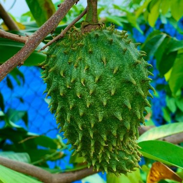 Tropical Fruit Soursop Tree Guanabana 1 2 Tall