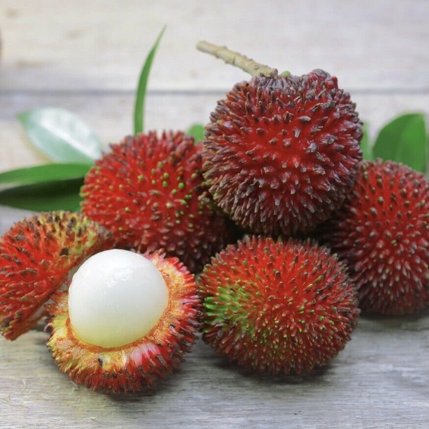 12” Rambutan Exotic Fruit tree Seedlings 6”