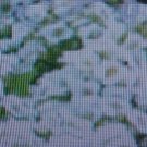 HANGING BASKET OF WHITE PURITY FLOWER SEEDS or LOW GROUND COVER. USA SHIP ITEM