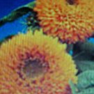 FLUFFY-LOOK SUNFLOWER-DWARF TEDDY BEAR 45 FLOWER SEEDS