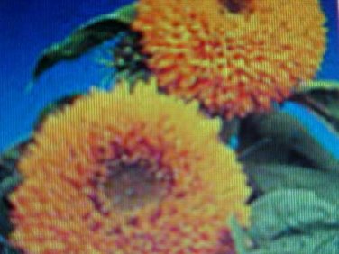 FLUFFY-LOOK SUNFLOWER-DWARF TEDDY BEAR 45 FLOWER SEEDS