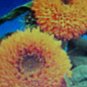 FLUFFY-LOOK SUNFLOWER-DWARF TEDDY BEAR 45 FLOWER SEEDS