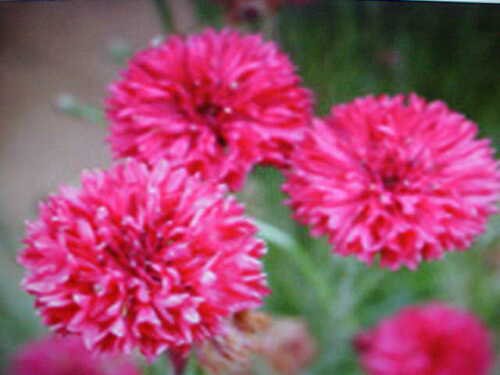 1/16-POUND BACHELOR BUTTON-TALL MIXED COLOR 5,750 SEEDS