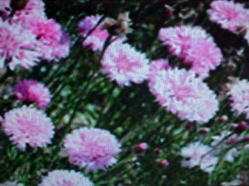 1/16-POUND BACHELOR BUTTON-TALL MIXED COLOR 5,750 SEEDS