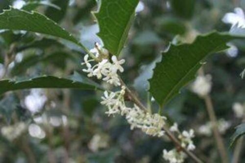 Osmanthus x fortunei ‘San Jose’ Plant